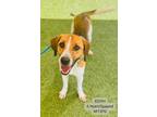 Adopt Edith a Treeing Walker Coonhound