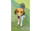 Adopt Ophelia a Hound