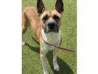 Adopt TATUM a Boxer, German Shepherd Dog