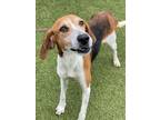 Adopt KATE a Foxhound