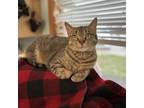 Adopt Mila a Domestic Short Hair