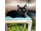 Adopt Rarity a Domestic Short Hair