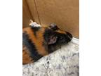 Adopt Lola *Living with Conchita* a Guinea Pig