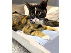 Adopt Snow White a Domestic Short Hair