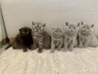 Scottish Fold Kittens