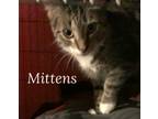 Adopt Mittens **Courtesy Post** a Tabby