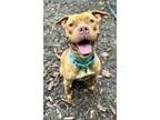 Adopt Fiona a American Staffordshire Terrier