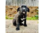Adopt Adore a Labrador Retriever, American Staffordshire Terrier