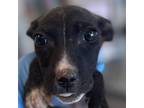 Adopt Merida a Mixed Breed