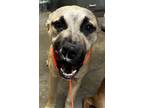 Adopt Maisy a Mastiff