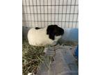 Adopt A1316364 a Guinea Pig