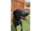 Adopt BAGHEERA a Labrador Retriever, German Shorthaired Pointer