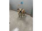 Adopt CALI a Pit Bull Terrier, German Shepherd Dog