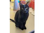 Adopt Onyx a Domestic Short Hair