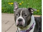 Adopt BIBBLES a Pit Bull Terrier, Mixed Breed