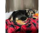 Adopt Sasha a German Shepherd Dog