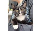 Adopt MAVIS a Domestic Short Hair