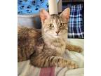 Adopt S'mores a Domestic Short Hair