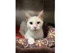 Adopt Candle a Domestic Short Hair