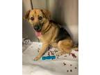 Adopt Katie a Hound, German Shepherd Dog