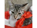 Adopt Joey Ann a Tabby, Domestic Short Hair