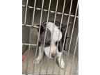 Adopt A429858 a Pit Bull Terrier