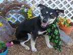 Adopt LUNA a Siberian Husky, Mixed Breed