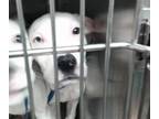 Adopt A430185 a Pit Bull Terrier