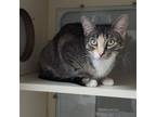 Adopt Betty a American Shorthair