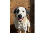 Adopt Loretta a Great Pyrenees