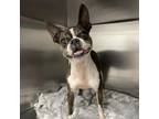 Adopt Crimson a Boston Terrier