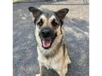 Adopt Athena a Shepherd