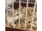 Adopt Ms. Chuckles and Speedy a Hamster