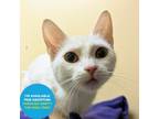 Adopt Merryweather a Domestic Short Hair