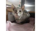 Adopt Jumbah a Domestic Short Hair