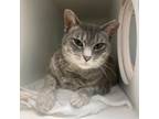 Adopt Cinderella a Domestic Short Hair