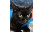 Adopt Fuchsia -In Foster a Domestic Short Hair