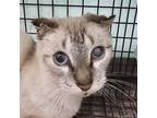 Adopt Ash a American Shorthair, Siamese