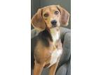 Adopt Jessie a Beagle