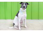 Adopt Mama Queenie a American Staffordshire Terrier, Mixed Breed