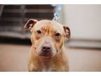 Adopt 72594A Kali a American Staffordshire Terrier, Mixed Breed
