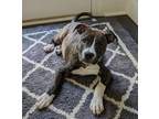 Adopt Orianna a American Staffordshire Terrier, Mixed Breed