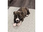 Adopt Orianna a American Staffordshire Terrier, Mixed Breed