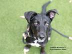 Adopt HATTIE a Mixed Breed
