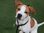 Adopt DERBY a Mixed Breed