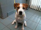 Adopt DERBY a Mixed Breed