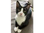 Adopt Katerina a Domestic Short Hair