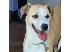Adopt Meat Loaf a Mixed Breed