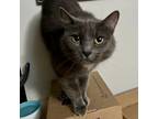 Adopt Zoe a Domestic Short Hair