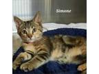 Adopt Simone a Domestic Short Hair